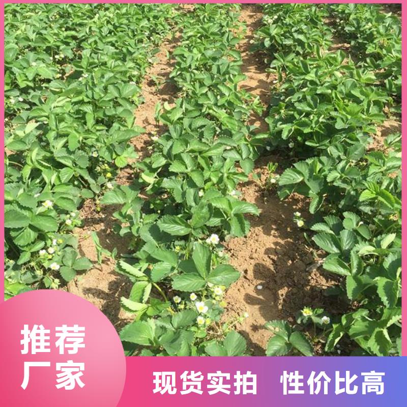 供应红颜草莓苗，红颜草莓苗基地批发