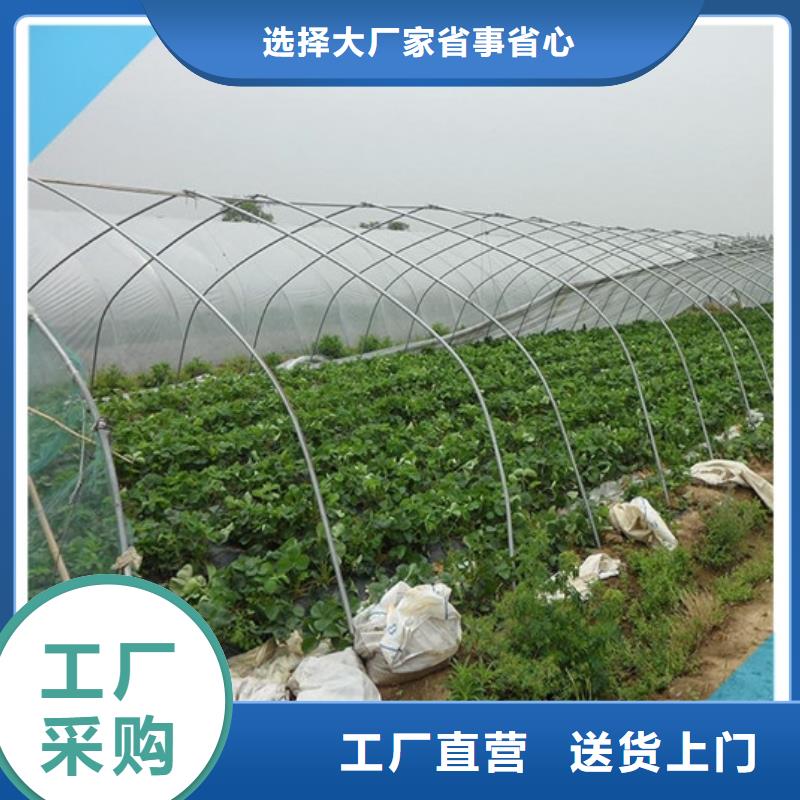 草莓苗-【果树苗批发基地】精心选材