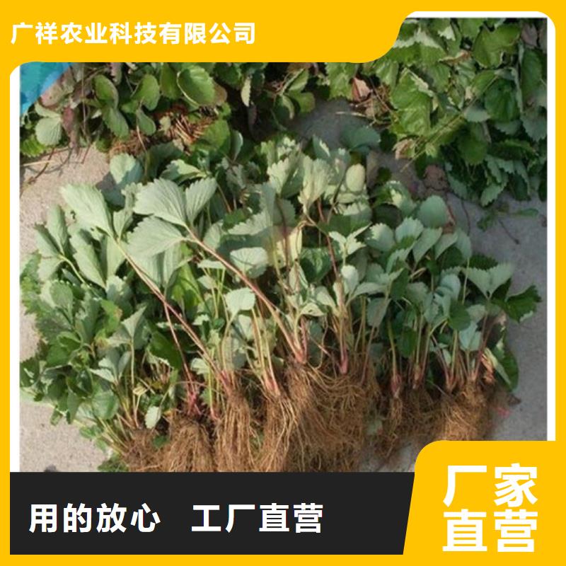 供应红颜草莓苗，红颜草莓苗基地批发