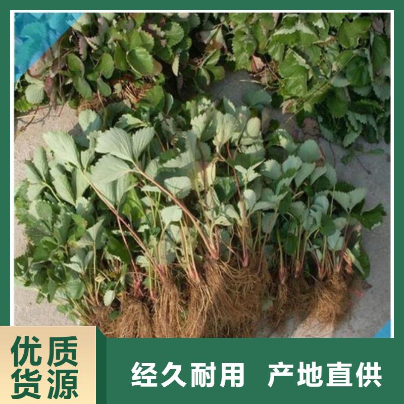 草莓苗珍珠枣油桃树苗把实惠留给您