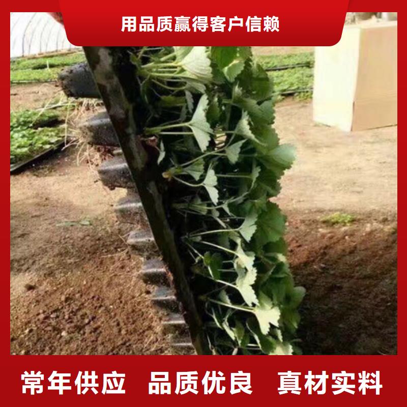 草莓苗,【桃树苗基地】品牌企业