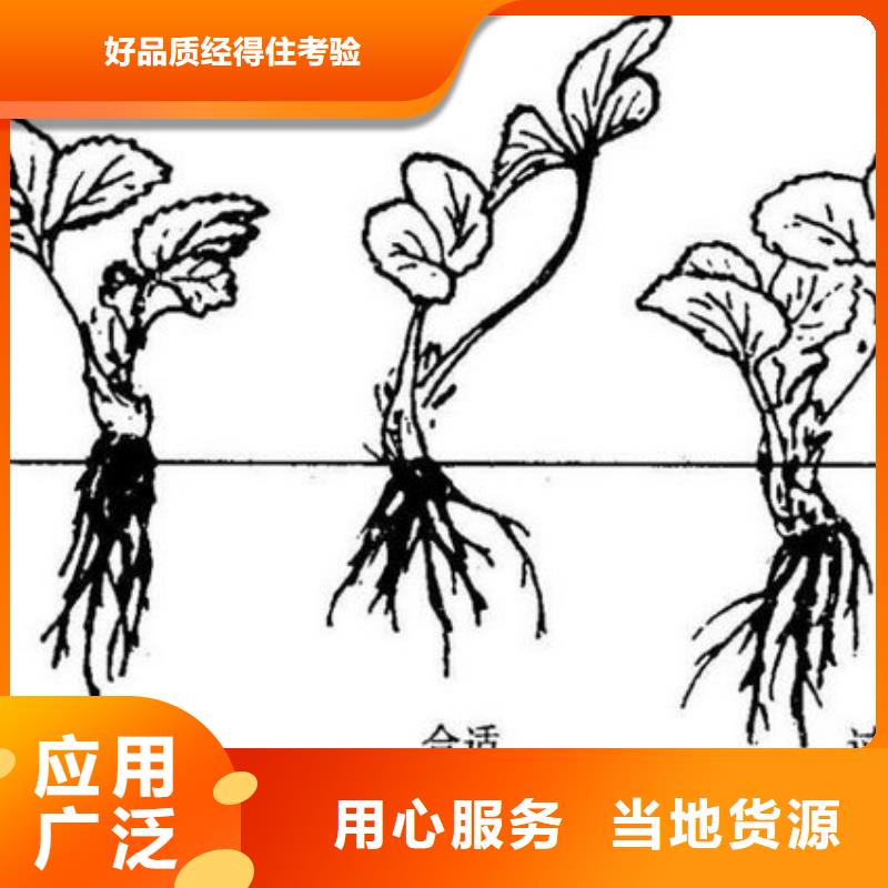 【草莓苗】大棚草莓苗诚信为本