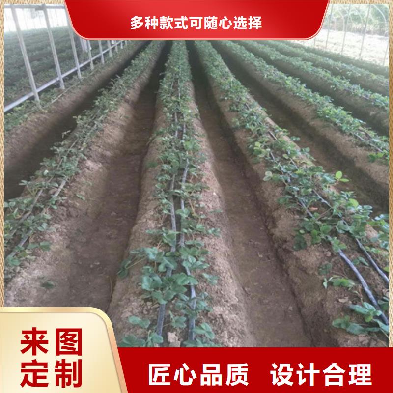 【草莓苗樱桃苗品质信得过】