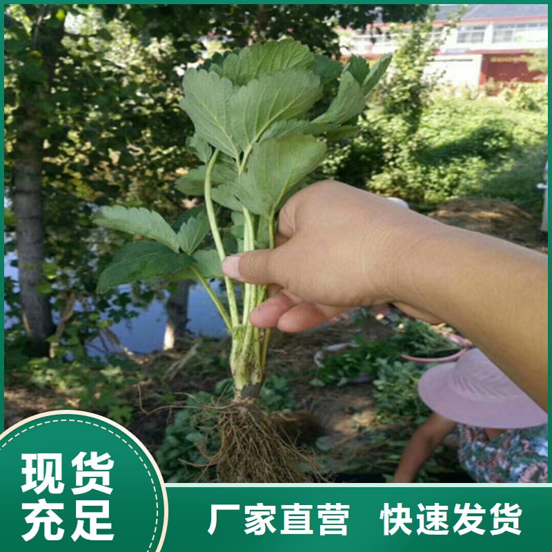 哪里出售香蕉草莓苗，香蕉草莓苗栽植密度