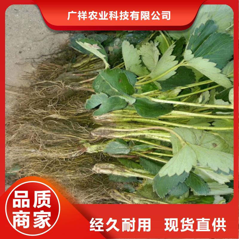 【草莓苗】蓝莓苗核心技术