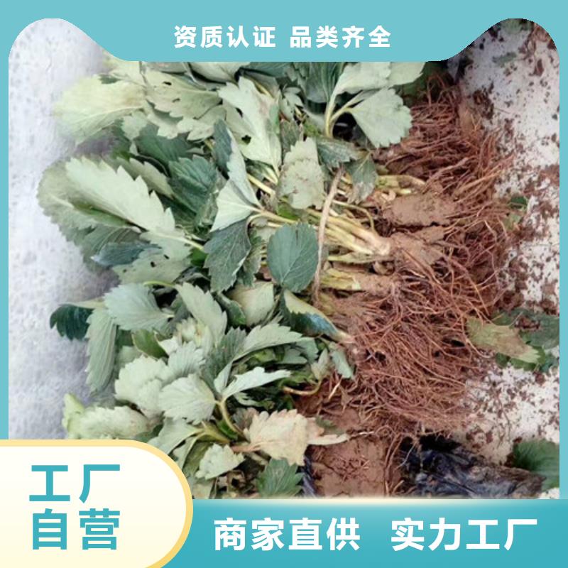 四季草莓苗种苗