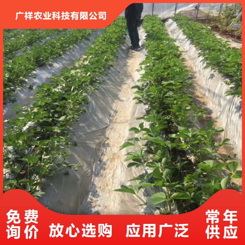 大棚草莓苗2024已更新(今天/动态)