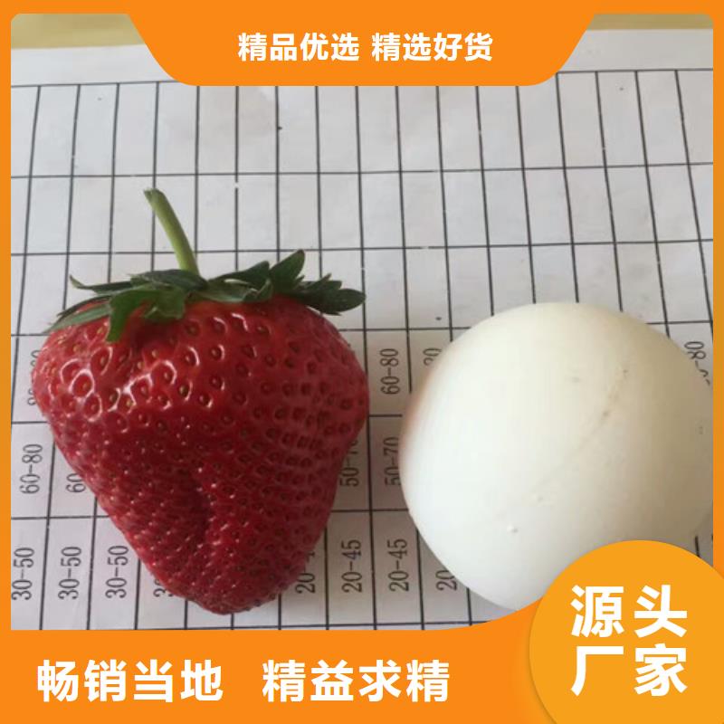草莓苗-【果树苗批发基地】精心选材