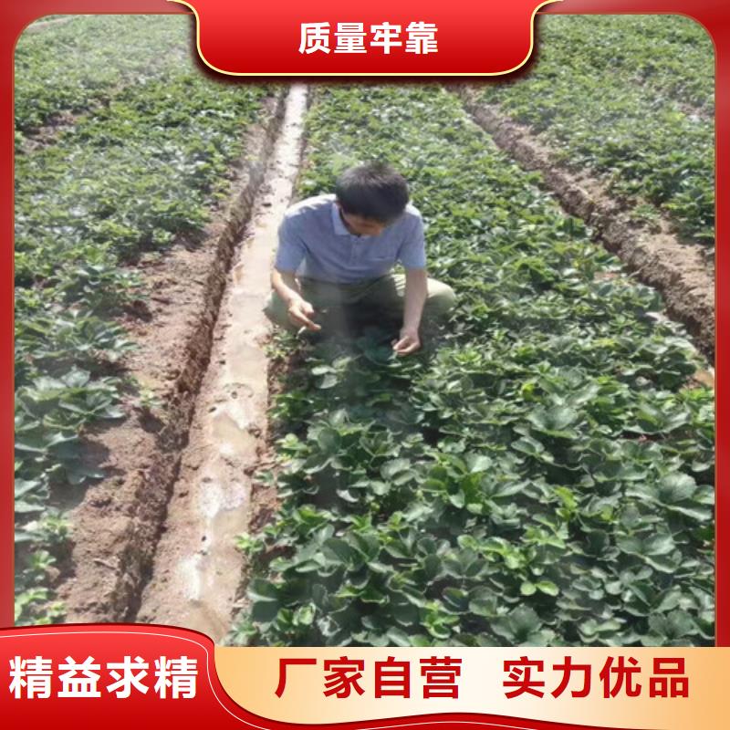 大棚草莓苗价格