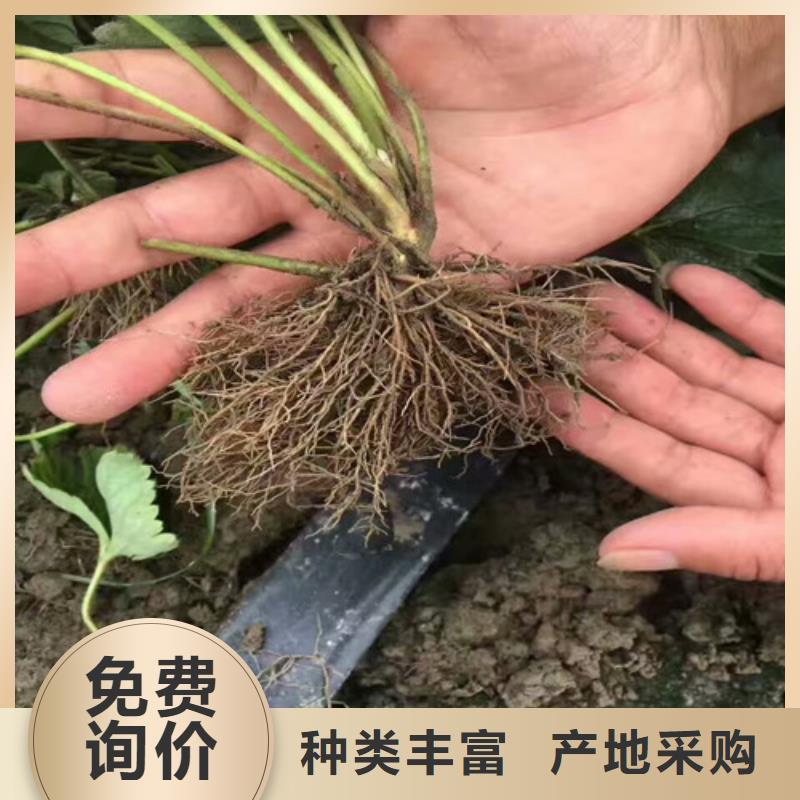 草莓苗阳光玫瑰葡萄树苗源厂定制