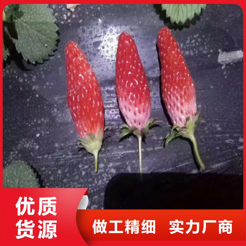 我想买草莓苗品种，草莓苗品种价格多少