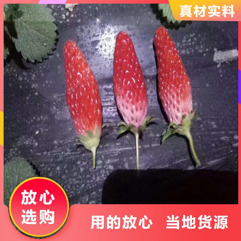 【草莓苗大棚草莓苗规格型号全】