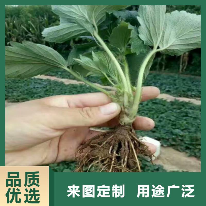 草莓种苗哪里纯正