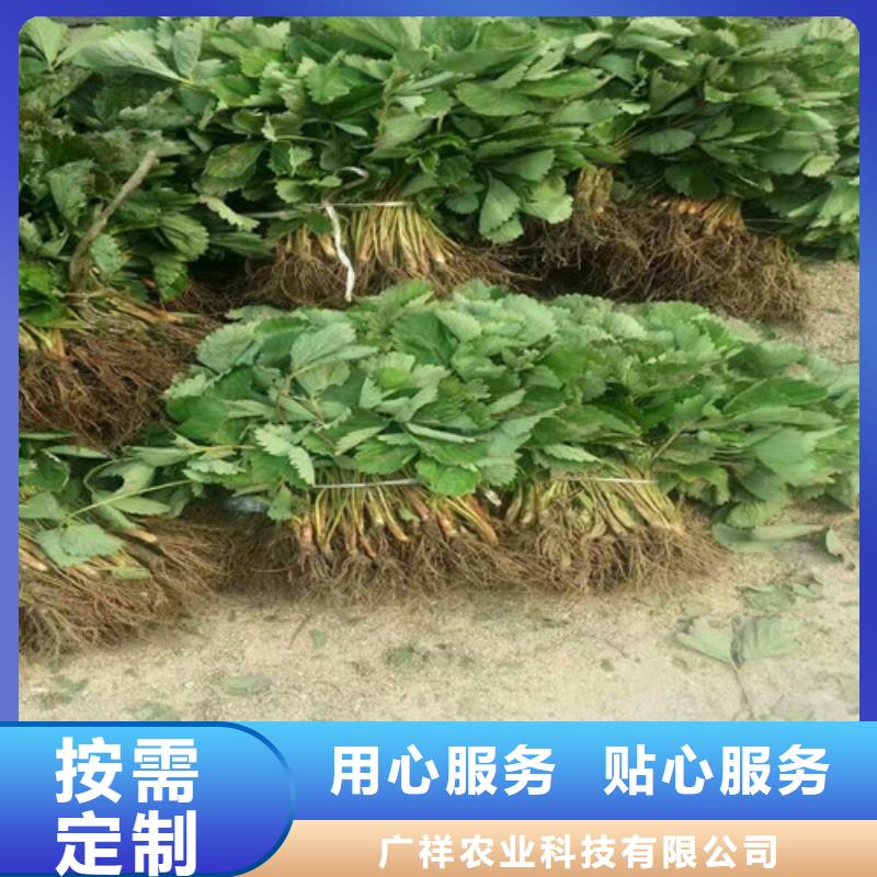 甜宝草莓苗厂家支持定制