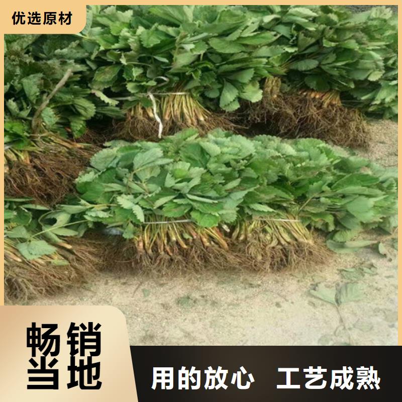 菠萝草莓苗厂家放心购