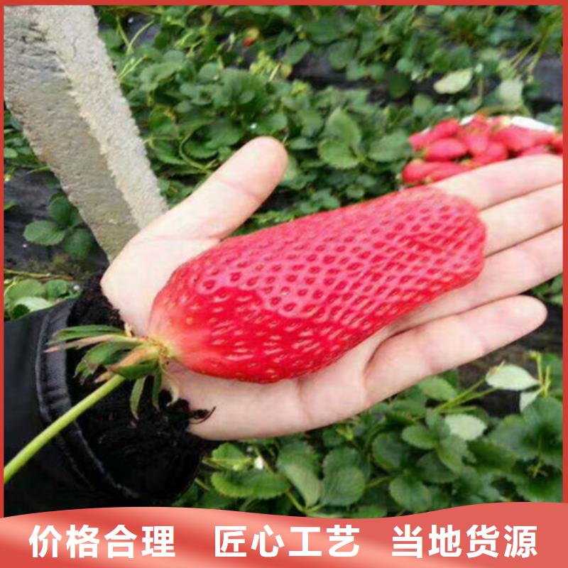 香野草莓苗种植条件