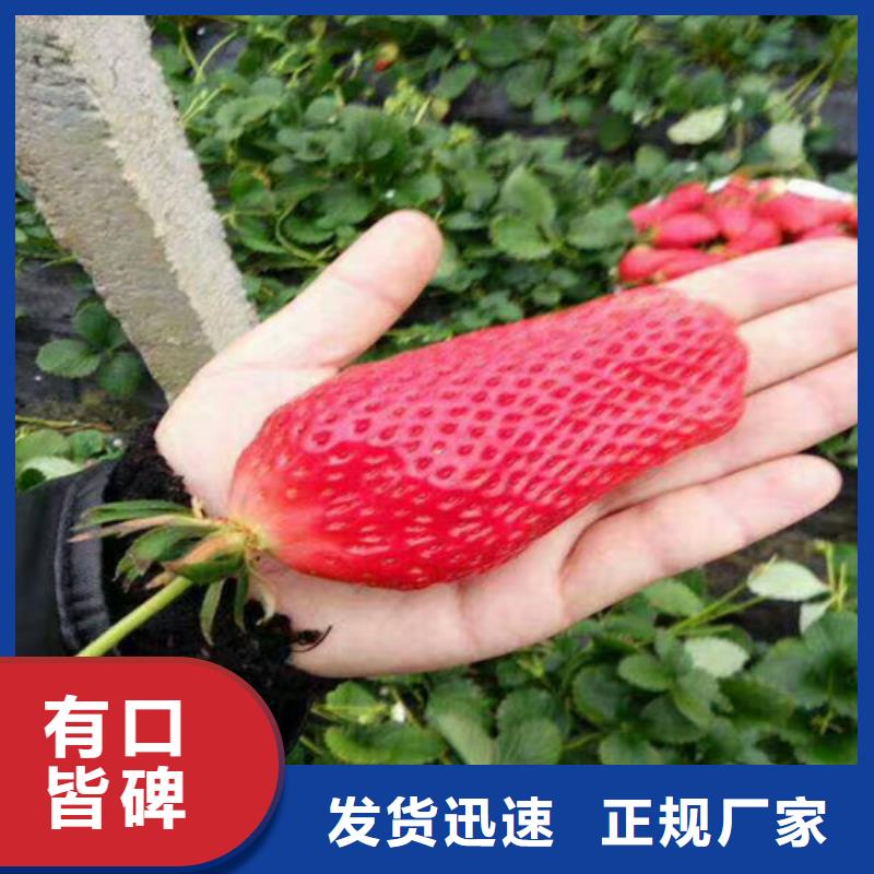 【草莓苗大棚草莓苗规格型号全】