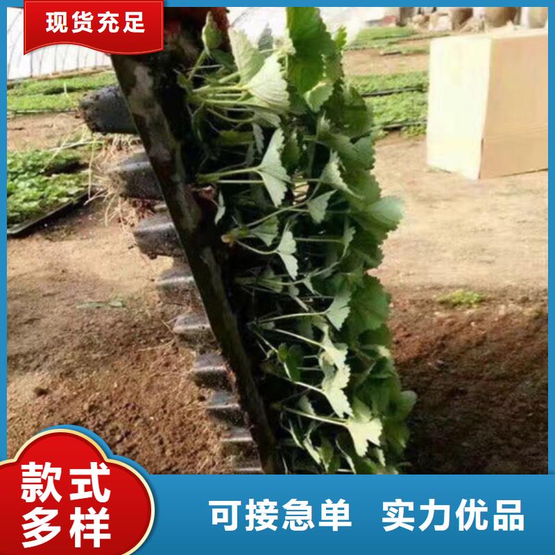 草莓苗油桃树苗高质量高信誉