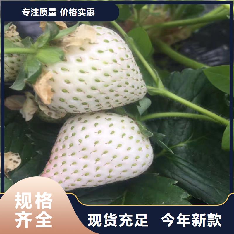 价格合理的隋珠草莓苗公司