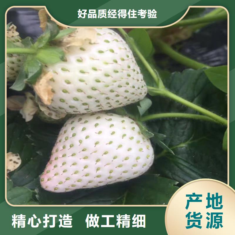 哪里供应牛奶草莓苗，牛奶草莓苗耐储存品种