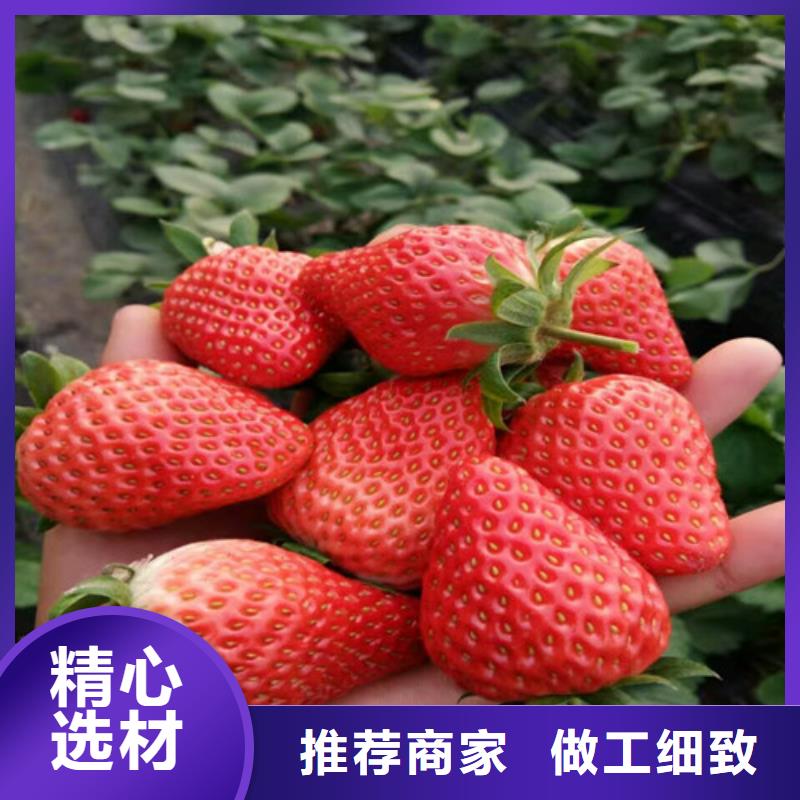 草莓苗-蓝宝石葡萄苗专注品质