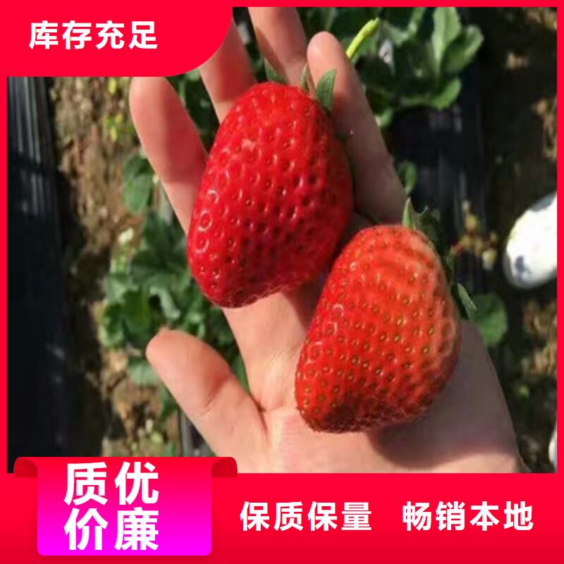 【草莓苗】蓝莓苗核心技术