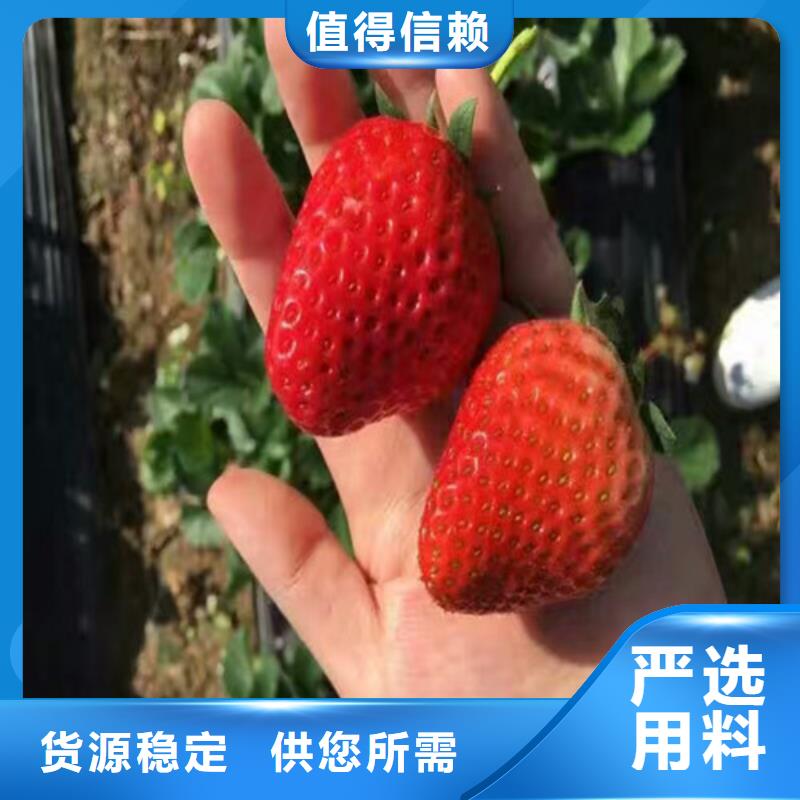 【草莓苗】大棚草莓苗诚信为本