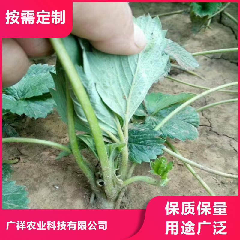 【草莓苗】苹果苗高品质现货销售