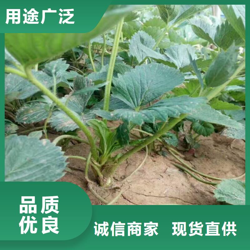 妙香草莓苗批发价格