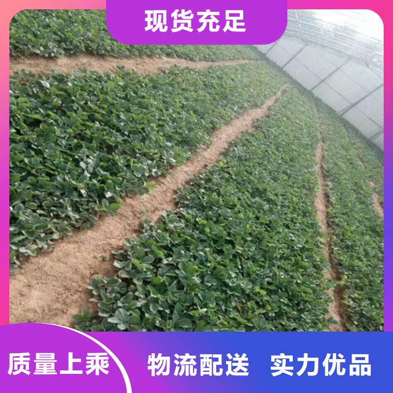 白果草莓苗现货销售厂家