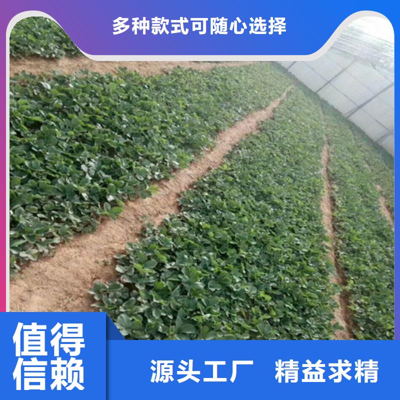 大棚草莓苗价格