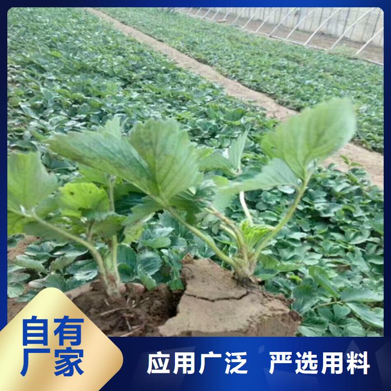 白果草莓苗高产丰收