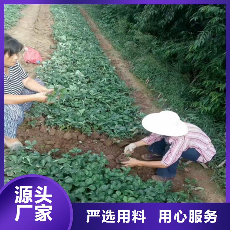 妙香草莓苗哪里纯正