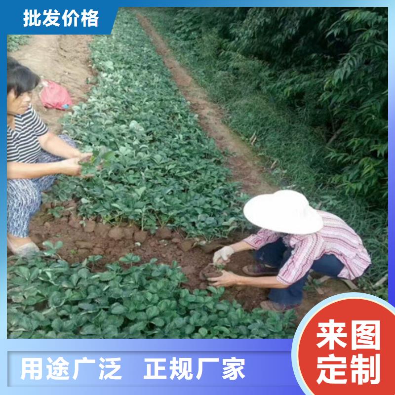 白雪公主草莓苗价格实在