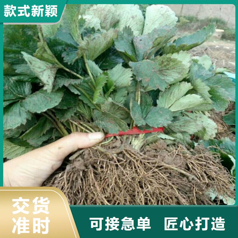 草莓苗,甜柿子树苗来图加工定制