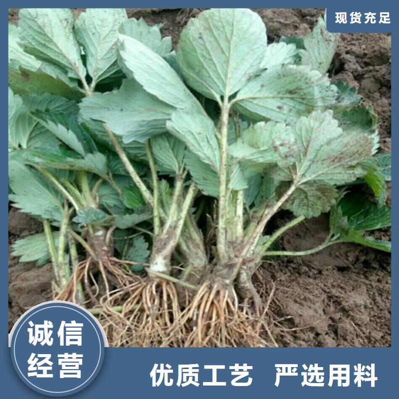 牛奶草莓苗、牛奶草莓苗出厂价