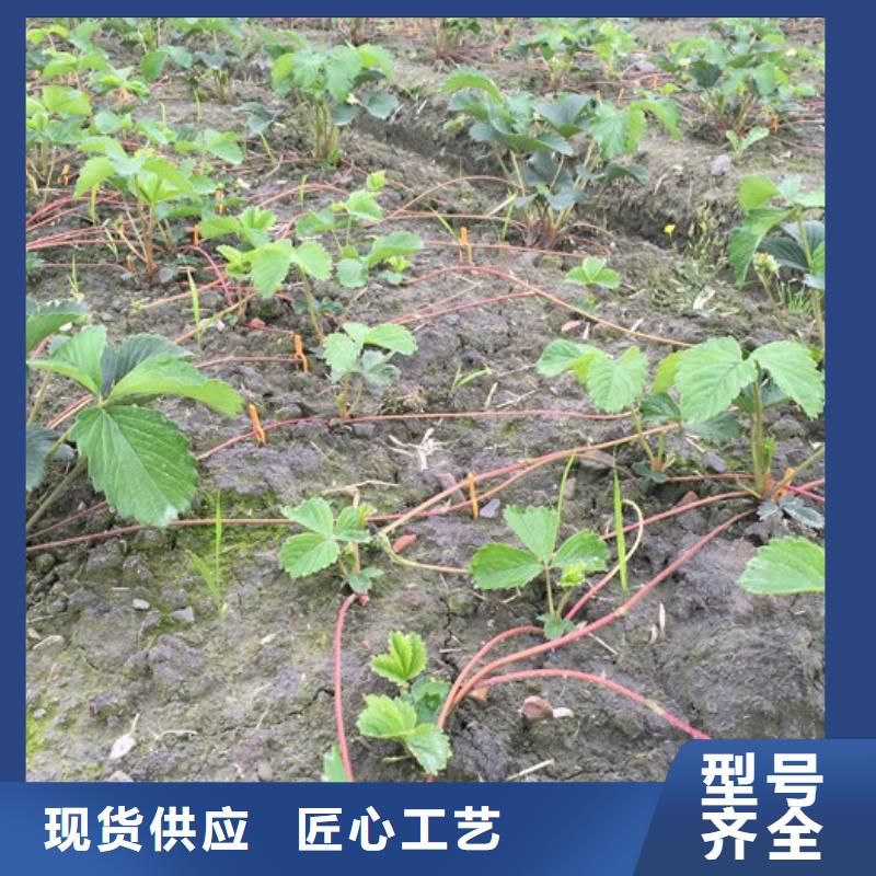 甜宝草莓苗2024已更新(今日/动态)