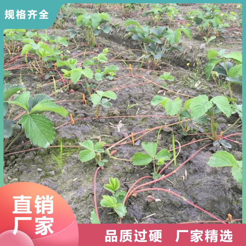 草莓苗油桃树苗高质量高信誉