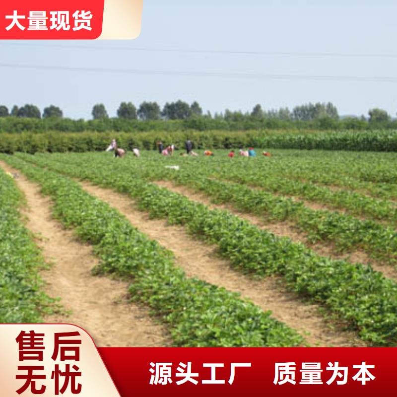 草莓苗,果树苗通过国家检测