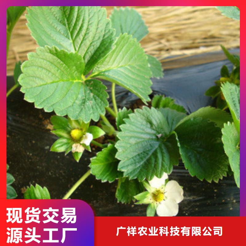 妙香草莓苗、妙香草莓苗厂家-质量保证