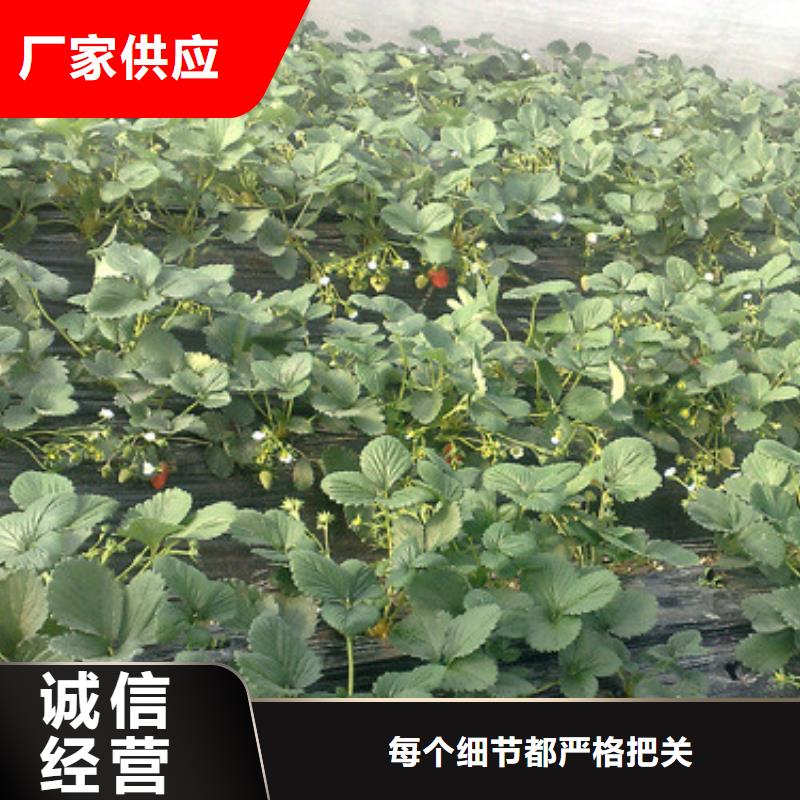 草莓苗珍珠枣油桃树苗把实惠留给您