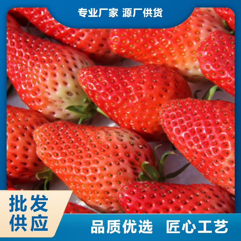 草莓苗大棚草莓苗主推产品