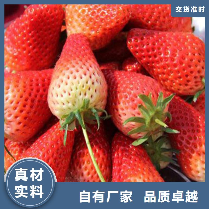【草莓苗】草莓苗价格当地厂家值得信赖