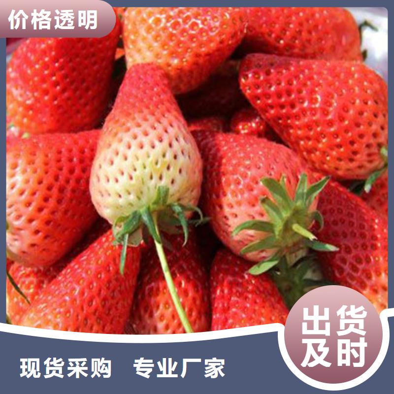 菠萝草莓苗价格