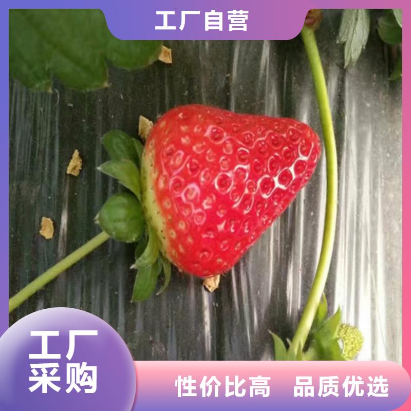 桃熏草莓苗