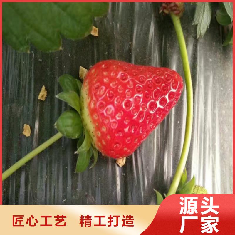 桃熏草莓苗厂家供应