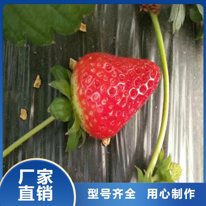 艳丽草莓苗品种选择