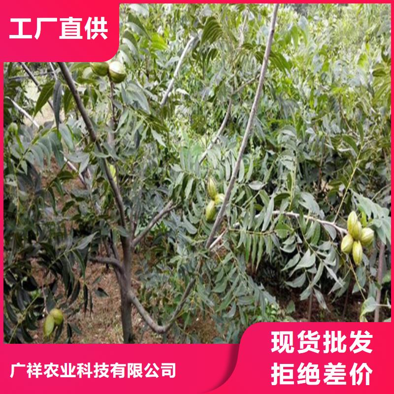 核桃苗【冬雪蜜桃树苗】供应商