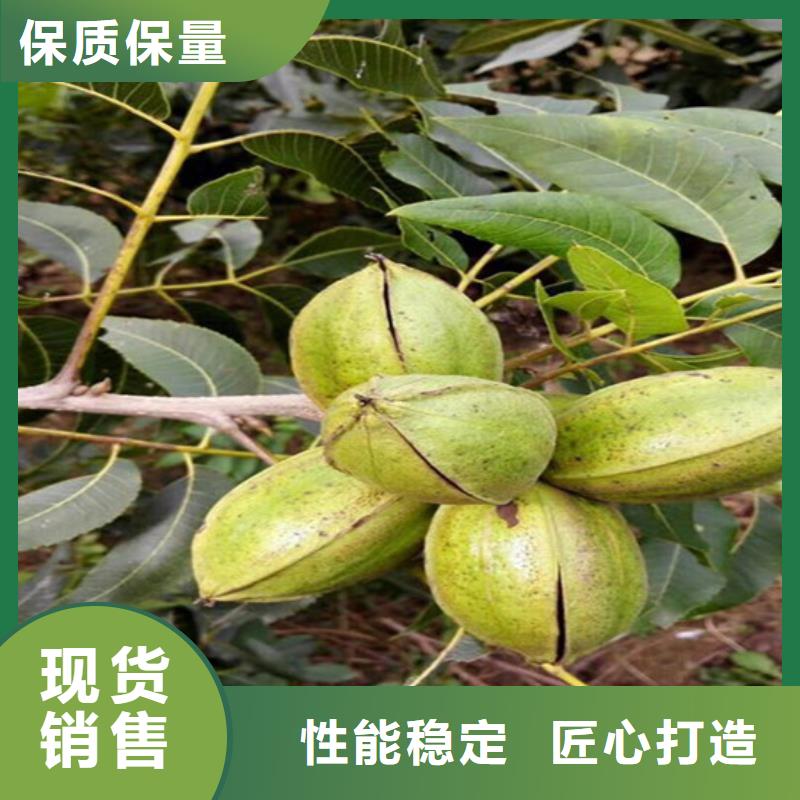 核桃苗【草莓苗价格】厂家现货批发