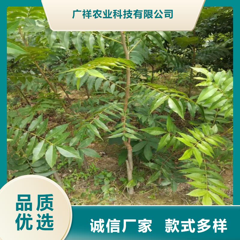 核桃苗大棚草莓苗品质不将就